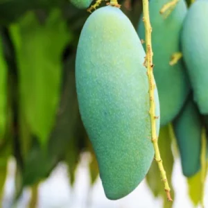 ব্যানানা আম