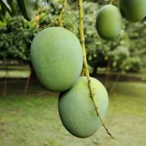 ল্যাংরা