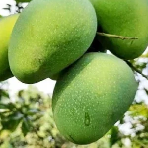 গোপাল ভোগ