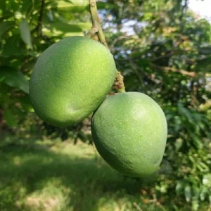 খিরসাপাত আম